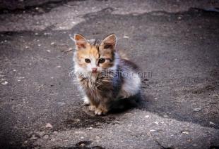В Ялте будет создан приют для бездомных животных